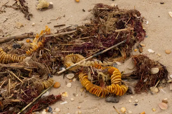 Bu, okyanus tarafından kumlara sürüklenmiş enkazın güzel bir görüntüsü. Ortadaki kahverengi bobin bir enik yumurtası kutusu. Seagrass sahilde her yerde görülebilir..