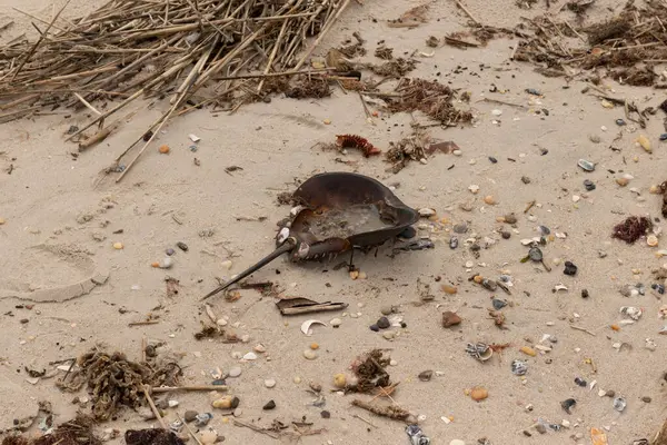 Bu at nalı yengeci kabuğu kahverengi kum tanelerinin içinde sırt üstü yatıyordu. İğne parçası ve tırtıklı kenarlar bu organizmayı tarih öncesi gibi gösteriyor. Etrafta çakıl taşları ve kumsal enkazı vardı..