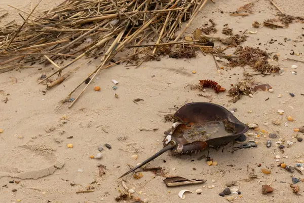 Bu at nalı yengeci kabuğu kahverengi kum tanelerinin içinde sırt üstü yatıyordu. İğne parçası ve tırtıklı kenarlar bu organizmayı tarih öncesi gibi gösteriyor. Etrafta çakıl taşları ve kumsal enkazı vardı..