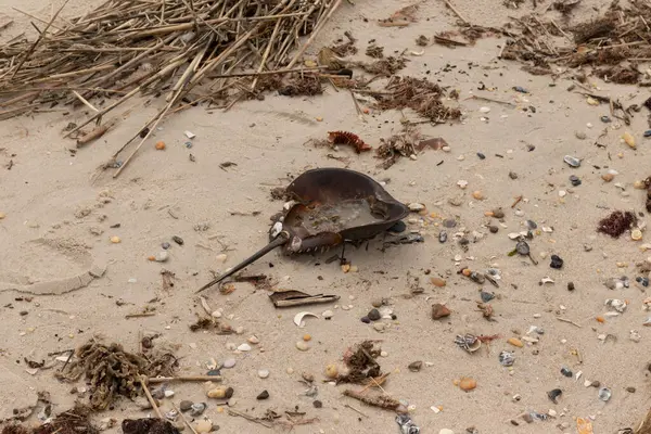 Bu at nalı yengeci kabuğu kahverengi kum tanelerinin içinde sırt üstü yatıyordu. İğne parçası ve tırtıklı kenarlar bu organizmayı tarih öncesi gibi gösteriyor. Etrafta çakıl taşları ve kumsal enkazı vardı..