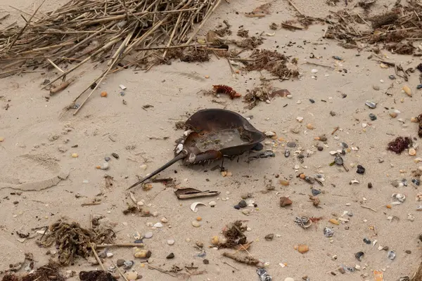 Bu at nalı yengeci kabuğu kahverengi kum tanelerinin içinde sırt üstü yatıyordu. İğne parçası ve tırtıklı kenarlar bu organizmayı tarih öncesi gibi gösteriyor. Etrafta çakıl taşları ve kumsal enkazı vardı..
