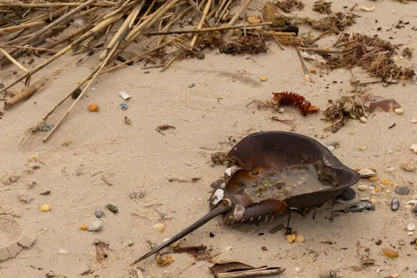 Bu at nalı yengeci kabuğu kahverengi kum tanelerinin içinde sırt üstü yatıyordu. İğne parçası ve tırtıklı kenarlar bu organizmayı tarih öncesi gibi gösteriyor. Etrafta çakıl taşları ve kumsal enkazı vardı..