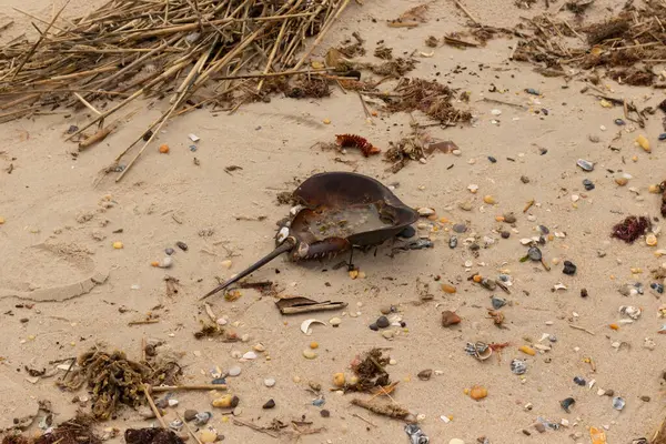 Bu at nalı yengeci kabuğu kahverengi kum tanelerinin içinde sırt üstü yatıyordu. İğne parçası ve tırtıklı kenarlar bu organizmayı tarih öncesi gibi gösteriyor. Etrafta çakıl taşları ve kumsal enkazı vardı..