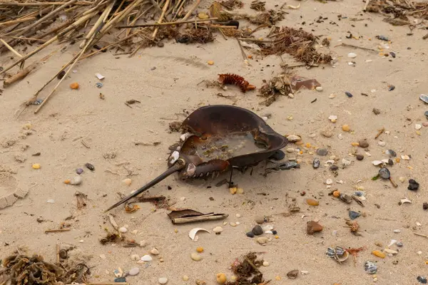 Bu at nalı yengeci kabuğu kahverengi kum tanelerinin içinde sırt üstü yatıyordu. İğne parçası ve tırtıklı kenarlar bu organizmayı tarih öncesi gibi gösteriyor. Etrafta çakıl taşları ve kumsal enkazı vardı..