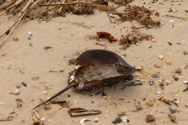 Bu at nalı yengeci kabuğu kahverengi kum tanelerinin içinde sırt üstü yatıyordu. İğne parçası ve tırtıklı kenarlar bu organizmayı tarih öncesi gibi gösteriyor. Etrafta çakıl taşları ve kumsal enkazı vardı..