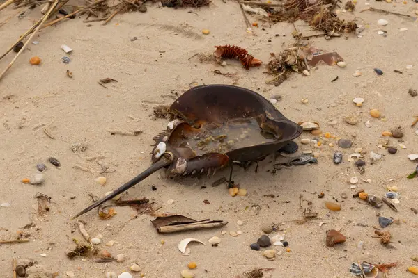 Bu at nalı yengeci kabuğu kahverengi kum tanelerinin içinde sırt üstü yatıyordu. İğne parçası ve tırtıklı kenarlar bu organizmayı tarih öncesi gibi gösteriyor. Etrafta çakıl taşları ve kumsal enkazı vardı..