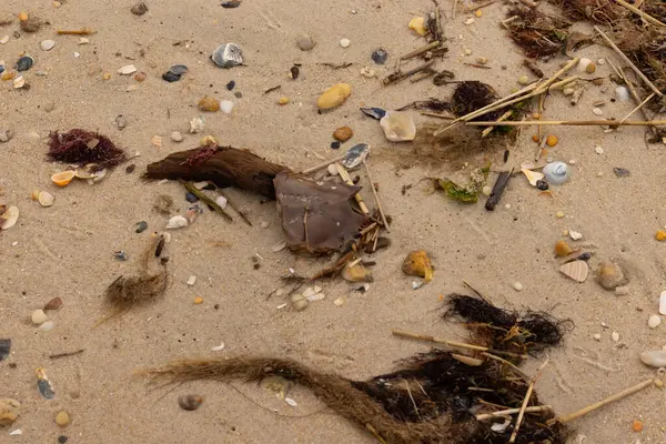 Bu at nalı yengeci parçası kum tanelerinin arasında yatıyordu. Yıkılmış deniz kabukları her yere sazlıklar serilmişti. Düz çakıl taşları her yerde. Hepsi okyanus dalgalarıyla yıkandı..