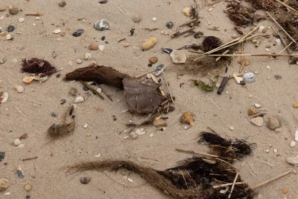 Bu at nalı yengeci parçası kum tanelerinin arasında yatıyordu. Yıkılmış deniz kabukları her yere sazlıklar serilmişti. Düz çakıl taşları her yerde. Hepsi okyanus dalgalarıyla yıkandı..