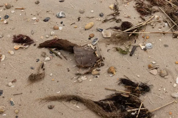 Bu at nalı yengeci parçası kum tanelerinin arasında yatıyordu. Yıkılmış deniz kabukları her yere sazlıklar serilmişti. Düz çakıl taşları her yerde. Hepsi okyanus dalgalarıyla yıkandı..