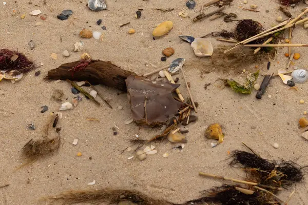 Bu at nalı yengeci parçası kum tanelerinin arasında yatıyordu. Yıkılmış deniz kabukları her yere sazlıklar serilmişti. Düz çakıl taşları her yerde. Hepsi okyanus dalgalarıyla yıkandı..