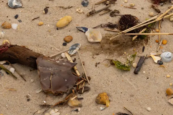 Bu at nalı yengeci parçası kum tanelerinin arasında yatıyordu. Yıkılmış deniz kabukları her yere sazlıklar serilmişti. Düz çakıl taşları her yerde. Hepsi okyanus dalgalarıyla yıkandı..