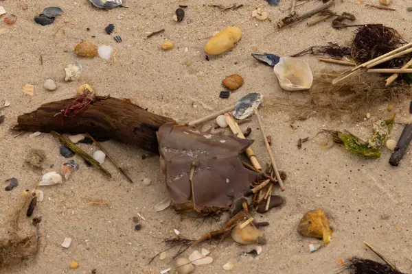 Bu at nalı yengeci parçası kum tanelerinin arasında yatıyordu. Yıkılmış deniz kabukları her yere sazlıklar serilmişti. Düz çakıl taşları her yerde. Hepsi okyanus dalgalarıyla yıkandı..