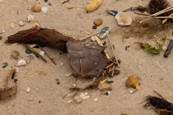 Bu at nalı yengeci parçası kum tanelerinin arasında yatıyordu. Yıkılmış deniz kabukları her yere sazlıklar serilmişti. Düz çakıl taşları her yerde. Hepsi okyanus dalgalarıyla yıkandı..