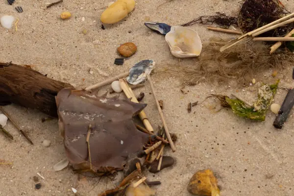 Bu at nalı yengeci parçası kum tanelerinin arasında yatıyordu. Yıkılmış deniz kabukları her yere sazlıklar serilmişti. Düz çakıl taşları her yerde. Hepsi okyanus dalgalarıyla yıkandı..
