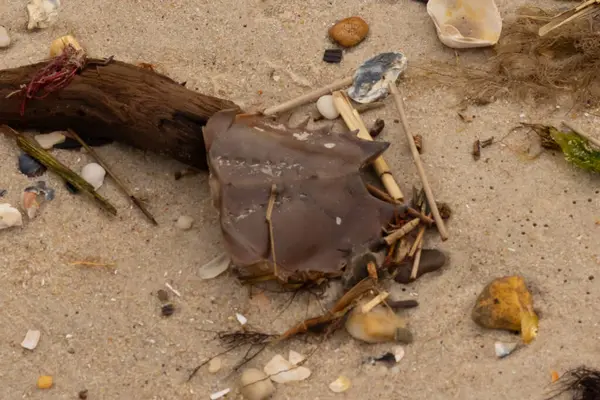 Bu at nalı yengeci parçası kum tanelerinin arasında yatıyordu. Yıkılmış deniz kabukları her yere sazlıklar serilmişti. Düz çakıl taşları her yerde. Hepsi okyanus dalgalarıyla yıkandı..