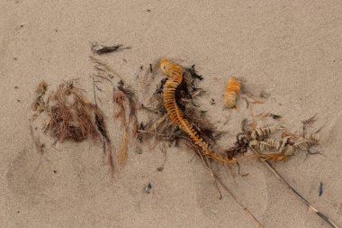 Bu enik yumurtası kabı bu resimde bir plajda duruyordu. Bronzlaşmış nesne neredeyse bir kurdele ya da yılan gibi duruyor. Kahverengi kum taneleri deniz atıklarıyla kaplıydı..