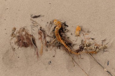 Bu enik yumurtası kabı bu resimde bir plajda duruyordu. Bronzlaşmış nesne neredeyse bir kurdele ya da yılan gibi duruyor. Kahverengi kum taneleri deniz atıklarıyla kaplıydı..