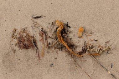 Bu enik yumurtası kabı bu resimde bir plajda duruyordu. Bronzlaşmış nesne neredeyse bir kurdele ya da yılan gibi duruyor. Kahverengi kum taneleri deniz atıklarıyla kaplıydı..