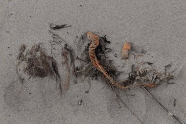 Bu enik yumurtası kabı bu resimde bir plajda duruyordu. Bronzlaşmış nesne neredeyse bir kurdele ya da yılan gibi duruyor. Kahverengi kum taneleri deniz atıklarıyla kaplıydı..