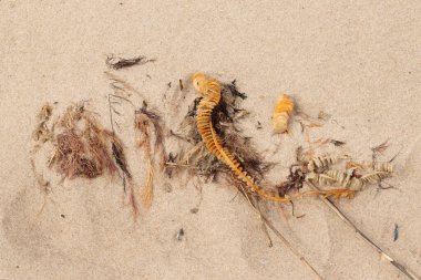 Bu enik yumurtası kabı bu resimde bir plajda duruyordu. Bronzlaşmış nesne neredeyse bir kurdele ya da yılan gibi duruyor. Kahverengi kum taneleri deniz atıklarıyla kaplıydı..