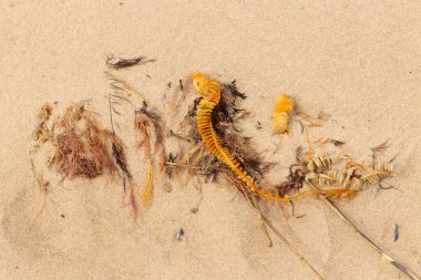 Bu enik yumurtası kabı bu resimde bir plajda duruyordu. Bronzlaşmış nesne neredeyse bir kurdele ya da yılan gibi duruyor. Kahverengi kum taneleri deniz atıklarıyla kaplıydı..