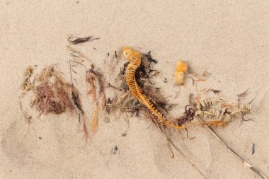 Bu enik yumurtası kabı bu resimde bir plajda duruyordu. Bronzlaşmış nesne neredeyse bir kurdele ya da yılan gibi duruyor. Kahverengi kum taneleri deniz atıklarıyla kaplıydı..