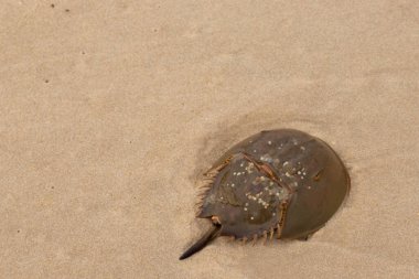 Bu kabuklu deniz hayvanı bu resimde plajda yatıyordu. Bu bir at nalı yengeci ve okyanusun gelgiti ile kum tanelerinin arasında karaya vurmuş. Kahverengi sert kabuk, sırtlarıyla tarih öncesinden kalma gibi görünüyor..