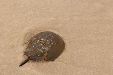 Bu kabuklu deniz hayvanı bu resimde plajda yatıyordu. Bu bir at nalı yengeci ve okyanusun gelgiti ile kum tanelerinin arasında karaya vurmuş. Kahverengi sert kabuk, sırtlarıyla tarih öncesinden kalma gibi görünüyor..