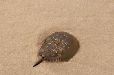 Bu kabuklu deniz hayvanı bu resimde plajda yatıyordu. Bu bir at nalı yengeci ve okyanusun gelgiti ile kum tanelerinin arasında karaya vurmuş. Kahverengi sert kabuk, sırtlarıyla tarih öncesinden kalma gibi görünüyor..