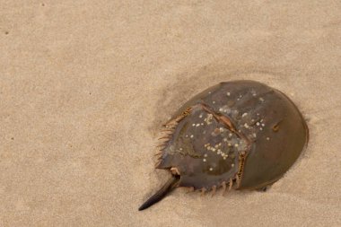 Bu kabuklu deniz hayvanı bu resimde plajda yatıyordu. Bu bir at nalı yengeci ve okyanusun gelgiti ile kum tanelerinin arasında karaya vurmuş. Kahverengi sert kabuk, sırtlarıyla tarih öncesinden kalma gibi görünüyor..