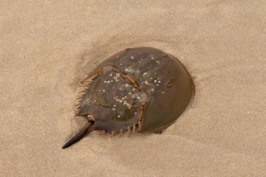 Bu kabuklu deniz hayvanı bu resimde plajda yatıyordu. Bu bir at nalı yengeci ve okyanusun gelgiti ile kum tanelerinin arasında karaya vurmuş. Kahverengi sert kabuk, sırtlarıyla tarih öncesinden kalma gibi görünüyor..