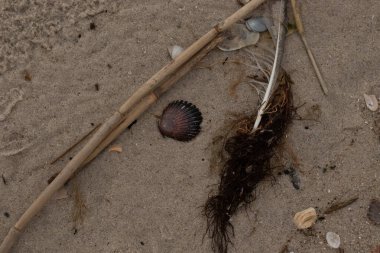 Bu resimde bu güzel deniz tarağı kabuğu plajda yatıyordu. Kahverengi deniz kabuğu neredeyse bir yelpaze gibi görünüyor ve kırmızı tonları var. Kum taneleri her yerde deniz atıklarıyla doludur..