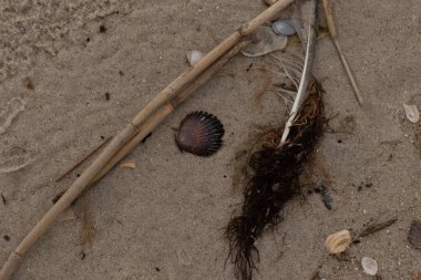 Bu resimde bu güzel deniz tarağı kabuğu plajda yatıyordu. Kahverengi deniz kabuğu neredeyse bir yelpaze gibi görünüyor ve kırmızı tonları var. Kum taneleri her yerde deniz atıklarıyla doludur..