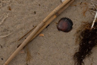 Bu resimde bu güzel deniz tarağı kabuğu plajda yatıyordu. Kahverengi deniz kabuğu neredeyse bir yelpaze gibi görünüyor ve kırmızı tonları var. Kum taneleri her yerde deniz atıklarıyla doludur..