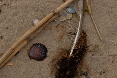 Bu resimde bu güzel deniz tarağı kabuğu plajda yatıyordu. Kahverengi deniz kabuğu neredeyse bir yelpaze gibi görünüyor ve kırmızı tonları var. Kum taneleri her yerde deniz atıklarıyla doludur..