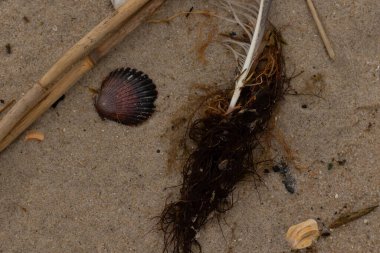 Bu resimde bu güzel deniz tarağı kabuğu plajda yatıyordu. Kahverengi deniz kabuğu neredeyse bir yelpaze gibi görünüyor ve kırmızı tonları var. Kum taneleri her yerde deniz atıklarıyla doludur..
