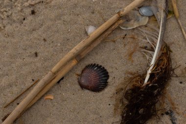 Bu resimde bu güzel deniz tarağı kabuğu plajda yatıyordu. Kahverengi deniz kabuğu neredeyse bir yelpaze gibi görünüyor ve kırmızı tonları var. Kum taneleri her yerde deniz atıklarıyla doludur..