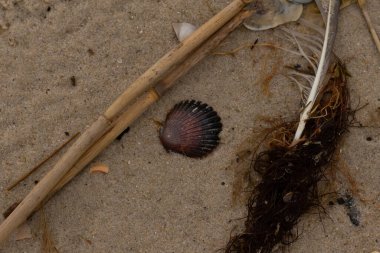 Bu resimde bu güzel deniz tarağı kabuğu plajda yatıyordu. Kahverengi deniz kabuğu neredeyse bir yelpaze gibi görünüyor ve kırmızı tonları var. Kum taneleri her yerde deniz atıklarıyla doludur..