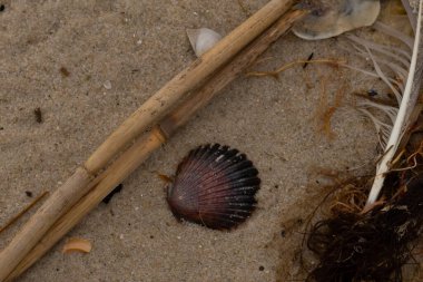 Bu resimde bu güzel deniz tarağı kabuğu plajda yatıyordu. Kahverengi deniz kabuğu neredeyse bir yelpaze gibi görünüyor ve kırmızı tonları var. Kum taneleri her yerde deniz atıklarıyla doludur..