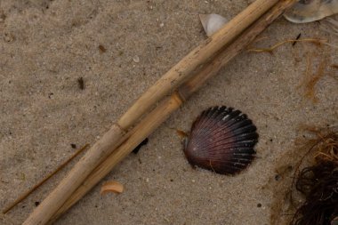 Bu resimde bu güzel deniz tarağı kabuğu plajda yatıyordu. Kahverengi deniz kabuğu neredeyse bir yelpaze gibi görünüyor ve kırmızı tonları var. Kum taneleri her yerde deniz atıklarıyla doludur..