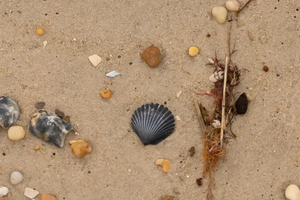 Bu kumsal enkazının kahverengi kum taneciklerinin her tarafında uzanan çok güzel bir görüntüsü. Siyah bir deniz tarağı kabuğu bazı çakıl taşları ve deniz kabuğu parçalarının etrafında yatıyordu..