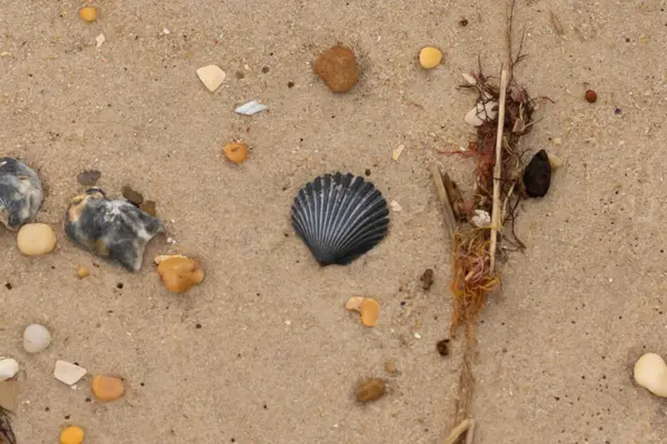 Bu kumsal enkazının kahverengi kum taneciklerinin her tarafında uzanan çok güzel bir görüntüsü. Siyah bir deniz tarağı kabuğu bazı çakıl taşları ve deniz kabuğu parçalarının etrafında yatıyordu..