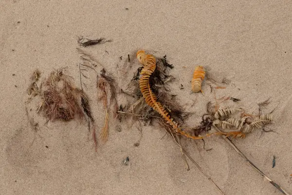 Bu enik yumurtası kabı bu resimde bir plajda duruyordu. Bronzlaşmış nesne neredeyse bir kurdele ya da yılan gibi duruyor. Kahverengi kum taneleri deniz atıklarıyla kaplıydı..