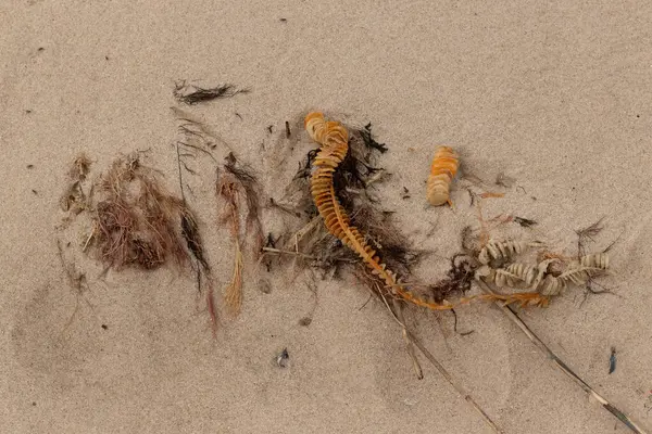 Bu enik yumurtası kabı bu resimde bir plajda duruyordu. Bronzlaşmış nesne neredeyse bir kurdele ya da yılan gibi duruyor. Kahverengi kum taneleri deniz atıklarıyla kaplıydı..