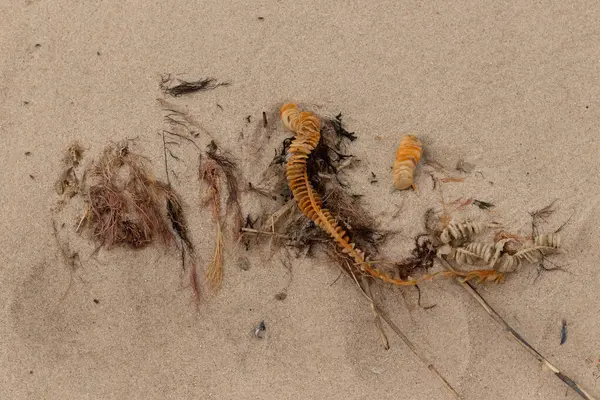 Bu enik yumurtası kabı bu resimde bir plajda duruyordu. Bronzlaşmış nesne neredeyse bir kurdele ya da yılan gibi duruyor. Kahverengi kum taneleri deniz atıklarıyla kaplıydı..