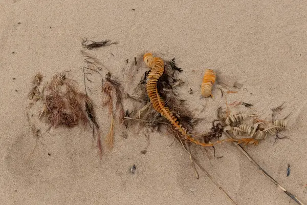 Bu enik yumurtası kabı bu resimde bir plajda duruyordu. Bronzlaşmış nesne neredeyse bir kurdele ya da yılan gibi duruyor. Kahverengi kum taneleri deniz atıklarıyla kaplıydı..