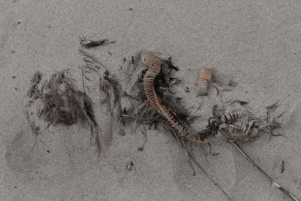 Bu enik yumurtası kabı bu resimde bir plajda duruyordu. Bronzlaşmış nesne neredeyse bir kurdele ya da yılan gibi duruyor. Kahverengi kum taneleri deniz atıklarıyla kaplıydı..