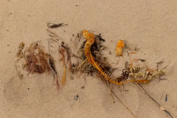 Bu enik yumurtası kabı bu resimde bir plajda duruyordu. Bronzlaşmış nesne neredeyse bir kurdele ya da yılan gibi duruyor. Kahverengi kum taneleri deniz atıklarıyla kaplıydı..