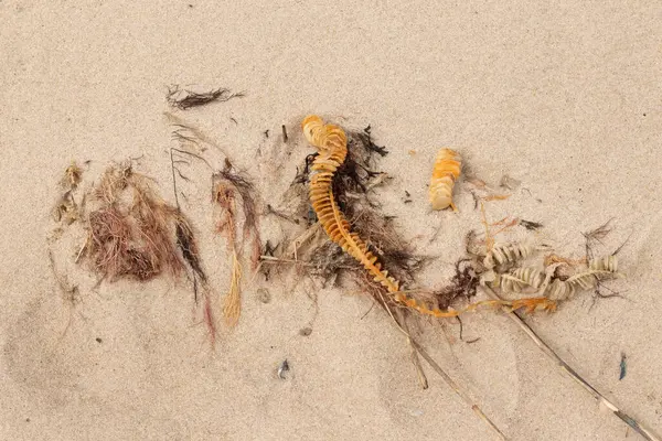 Bu enik yumurtası kabı bu resimde bir plajda duruyordu. Bronzlaşmış nesne neredeyse bir kurdele ya da yılan gibi duruyor. Kahverengi kum taneleri deniz atıklarıyla kaplıydı..