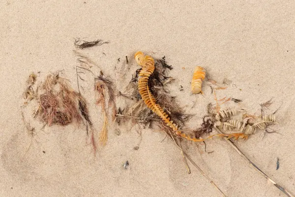 Bu enik yumurtası kabı bu resimde bir plajda duruyordu. Bronzlaşmış nesne neredeyse bir kurdele ya da yılan gibi duruyor. Kahverengi kum taneleri deniz atıklarıyla kaplıydı..